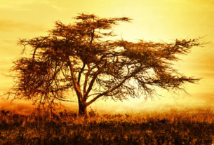 Acacia Tree, Kenya